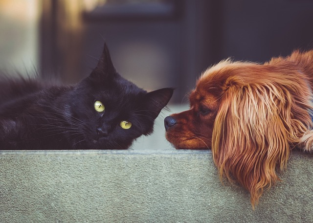 Therapy dog and cat providing emotional support during a psychotherapy session