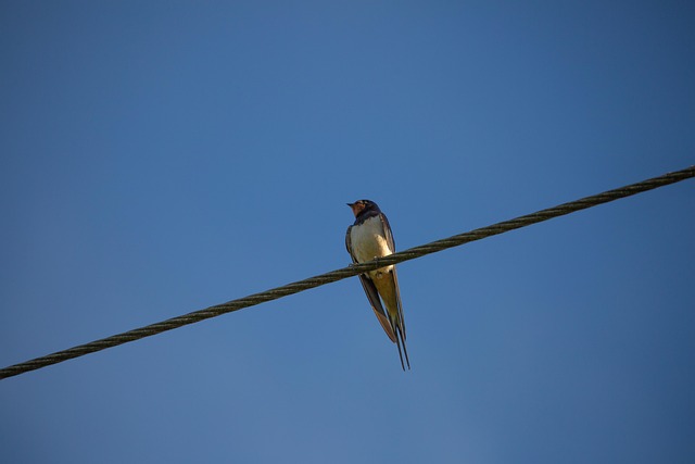 Cat resting on a couch next to a person reading about animal-assisted therapy